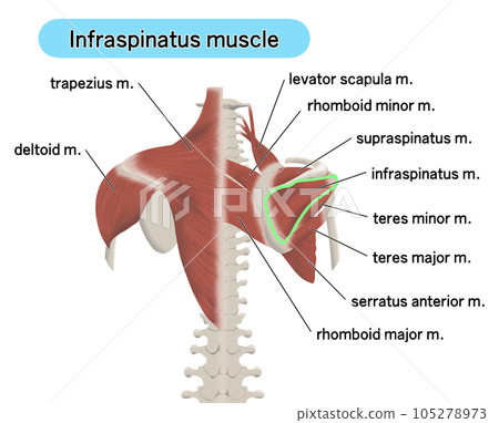 Illustration showing the positional relationship of the muscle parts on the back Infraspinatus muscle Illustration showing the positional relationship of the muscle parts on the back Infraspinatus muscle 105278973