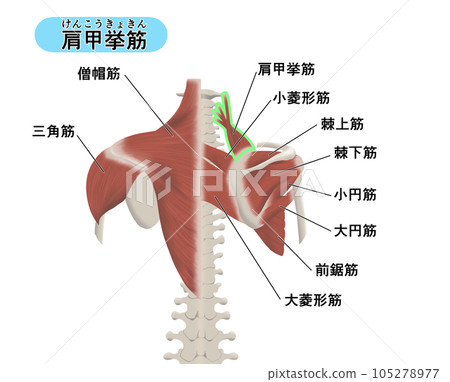 背部肌肉部位位置關係圖解 肩胛提肌 背部肌肉部位位置關係圖解 肩胛提肌 105278977