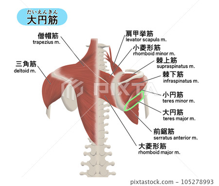 背部肌肉部位位置關係圖 大圓肌 105278993