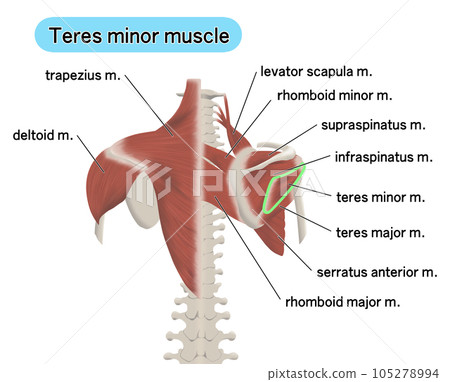 An illustration showing the positional relationship of the muscle parts on the back teres minor An illustration showing the positional relationship of the muscle parts on the back teres minor 105278994