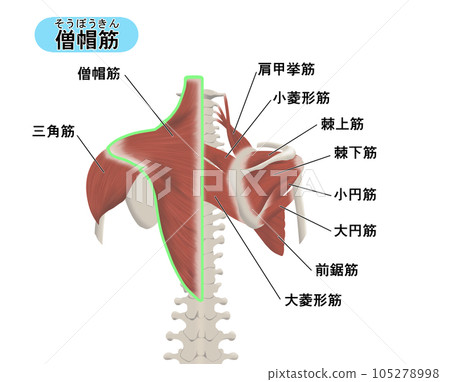 背部斜方肌肌肉部位位置關係圖解 105278998
