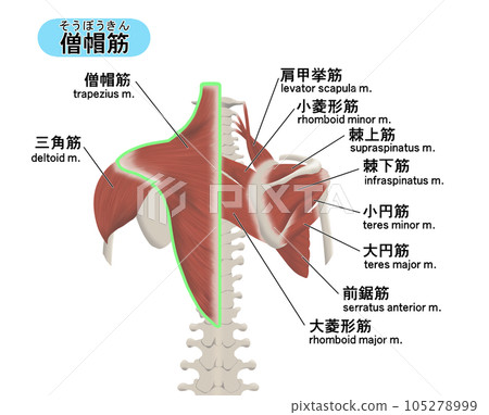 背部斜方肌肌肉部位位置關係圖解 105278999