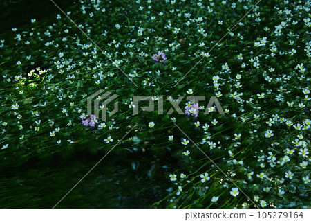 Flower like a star illuminated by the morning sun Baikamo Flower like a star illuminated by the morning sun Baikamo 105279164