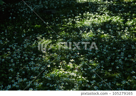 Flower like a star illuminated by the morning sun Baikamo 105279165