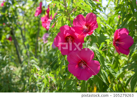 titanbicus flower summer flower image titanbicus flower summer flower image 105279263