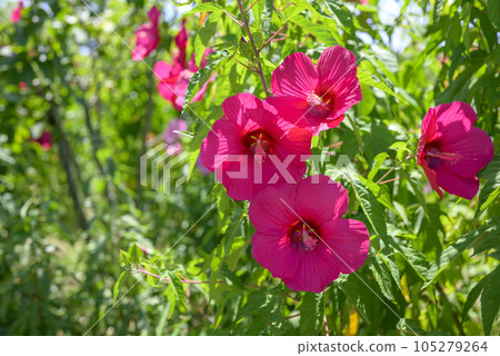 titanbicus flower summer flower image 105279264