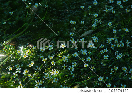 Flower like a star illuminated by the morning sun Baikamo 105279315