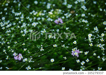Flower like a star illuminated by the morning sun Baikamo Flower like a star illuminated by the morning sun Baikamo 105279337