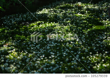 Flower like a star illuminated by the morning sun Baikamo 105279339