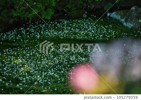 Flower like a star illuminated by the morning sun Baikamo 105279359