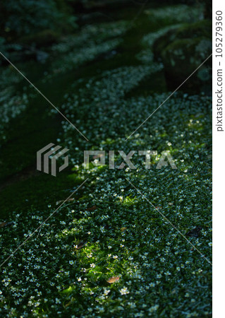 Flower like a star illuminated by the morning sun Baikamo 105279360