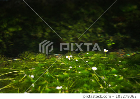 花朵如晨光白卡莫照亮的星星 105279362