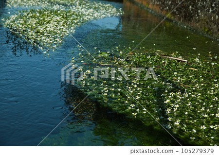 花朵如晨光白卡莫照亮的星星 105279379