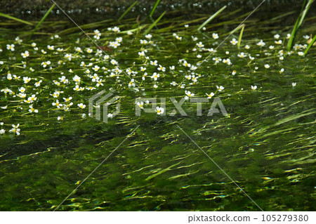 花朵如晨光白卡莫照亮的星星 105279380