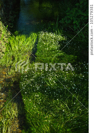 Flower like a star illuminated by the morning sun Baikamo Flower like a star illuminated by the morning sun Baikamo 105279381