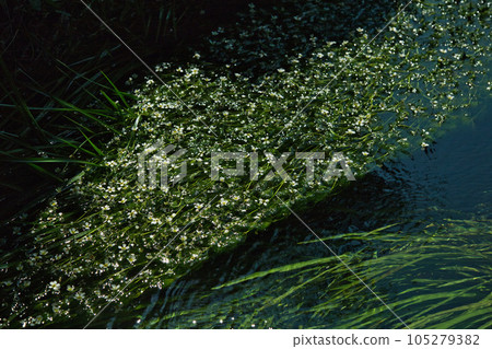 花朵如晨光白卡莫照亮的星星 105279382