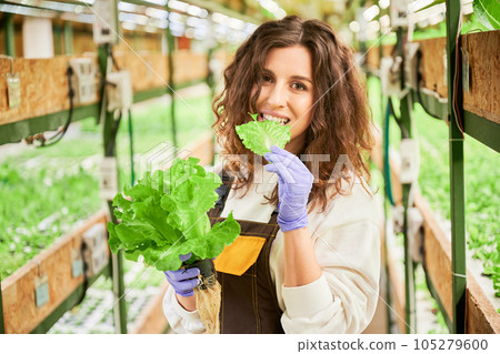 Happy woman eating fresh leafy greens in greenhouse. Cheerful female gardener in garden gloves holding pot with lettuce and biting green leaf while looking at camera and smiling. Happy woman eating fresh leafy greens in greenhouse. Cheerful female gardener in garden gloves holding pot with lettuce and biting green leaf while looking at camera and smiling. 105279600