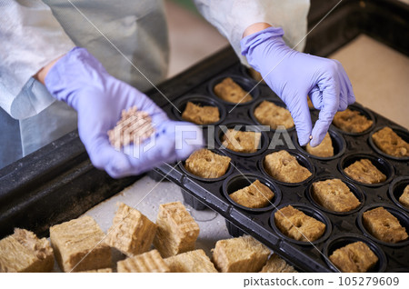 Close up of woman hands in garden gloves putting seed in soil sponge plug. Female gardener planting seeds in plastic modular seedling tray in greenhouse. 105279609