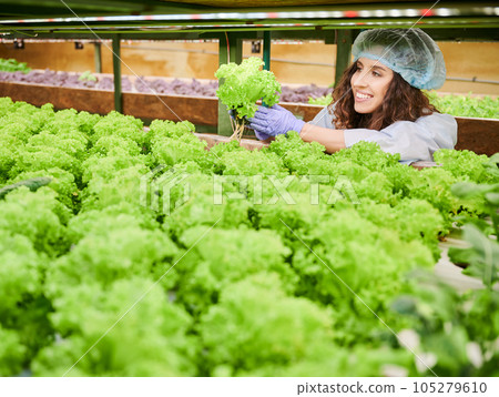 Joyful female gardener in disposable hat holding lettuce and smiling while controlling plant growth in greenhouse. Cheerful woman in garden gloves holding green leafy plant. Joyful female gardener in disposable hat holding lettuce and smiling while controlling plant growth in greenhouse. Cheerful woman in garden gloves holding green leafy plant. 105279610