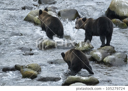 brown bears wanting fish 105279724