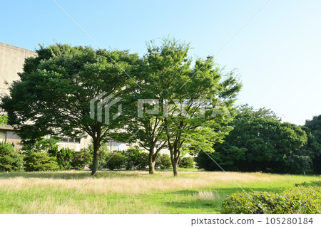 公園樹木 公園樹木 105280184
