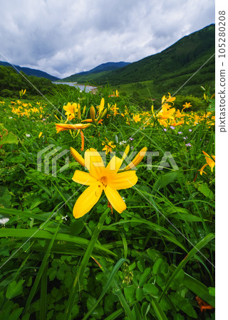 Day lilies of Lake Nozori, Lake in the Sky Day lilies of Lake Nozori, Lake in the Sky 105280208
