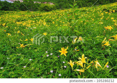 Day lilies of Lake Nozori, Lake in the Sky Day lilies of Lake Nozori, Lake in the Sky 105280212