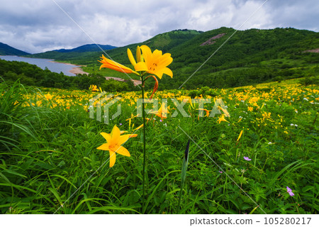 天空之湖野里湖的黃花菜 天空之湖野里湖的黃花菜 105280217