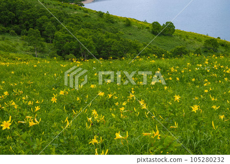 Day lilies of Lake Nozori, Lake in the Sky 105280232