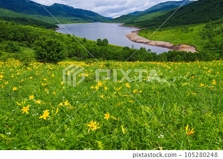 Day lilies of Lake Nozori, Lake in the Sky Day lilies of Lake Nozori, Lake in the Sky 105280248