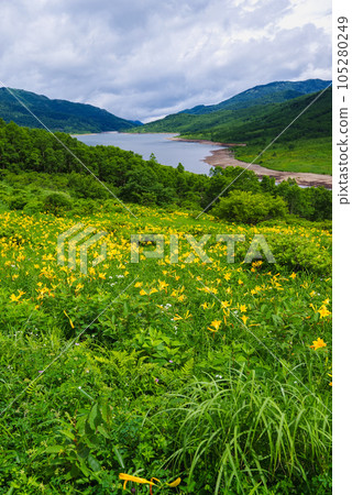 Day lilies of Lake Nozori, Lake in the Sky Day lilies of Lake Nozori, Lake in the Sky 105280249