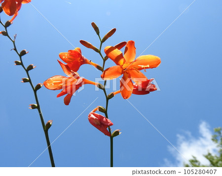 左右交替開花的“姫姫扇花線” 左右交替開花的“姫姫扇花線” 105280407