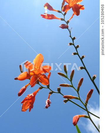 ``Himehiougizusen'' which flowers alternately on the left and right ``Himehiougizusen'' which flowers alternately on the left and right 105280408