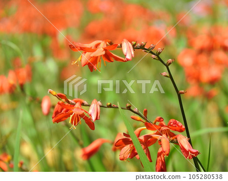 ``Himehiougizusen'' which flowers alternately on the left and right 105280538