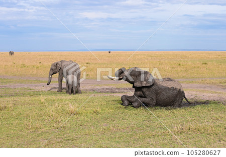 Elephant splashes in a muddy puddle trying to escape from the heat Elephant splashes in a muddy puddle trying to escape from the heat 105280627