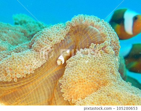 年輕的紅小丑魚 年輕的紅小丑魚 105280653