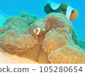 年輕的紅小丑魚 105280654