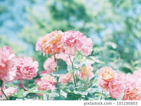 Rose flower in full bloom 105280803