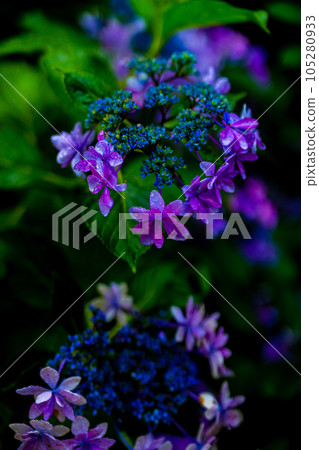 雨中濕潤綻放的繡球花 雨中濕潤綻放的繡球花 105280933