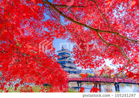 [秋天素材]紅葉和松本城[長野縣] 105281297