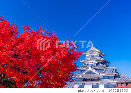 [秋天素材]紅葉和松本城[長野縣] 105281303