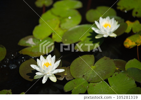 aquatic plants floating in a pond aquatic plants floating in a pond 105281319