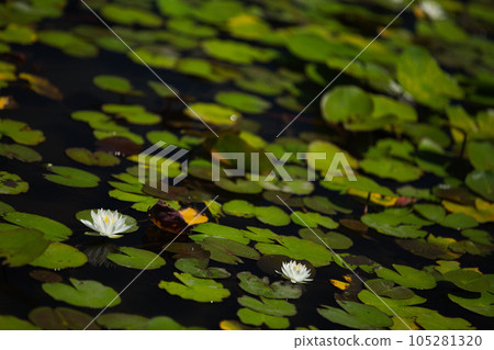 aquatic plants floating in a pond 105281320