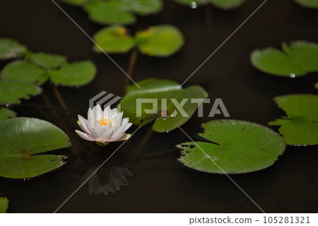 aquatic plants floating in a pond aquatic plants floating in a pond 105281321