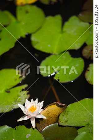 aquatic plants floating in a pond 105281324