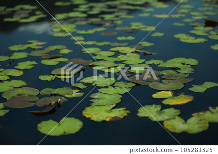 aquatic plants floating in a pond aquatic plants floating in a pond 105281325