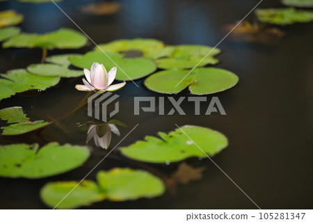 池塘里漂浮的水生植物 105281347