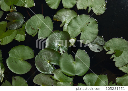 池塘里漂浮的水生植物 105281351