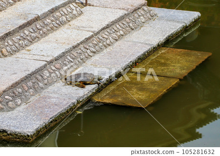 A soft-shelled turtle drying its shell 105281632