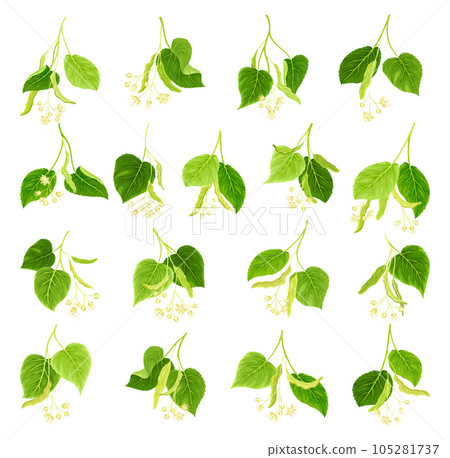 Blooming Linden Twig with Green Leaves and Flowers Big Vector Set Blooming Linden Twig with Green Leaves and Flowers Big Vector Set 105281737